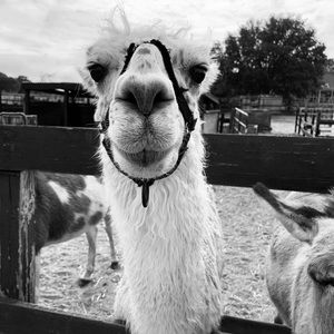 Meet your Posher, Ella